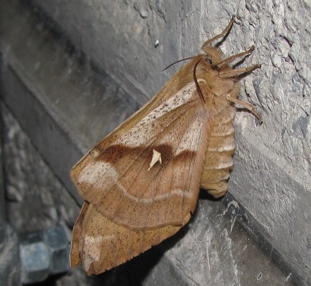 Aglia tau, Saturniidae